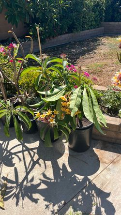 Potted Plumeria Plants in Bloom
