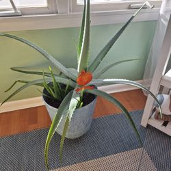 Aloe Vera Plant