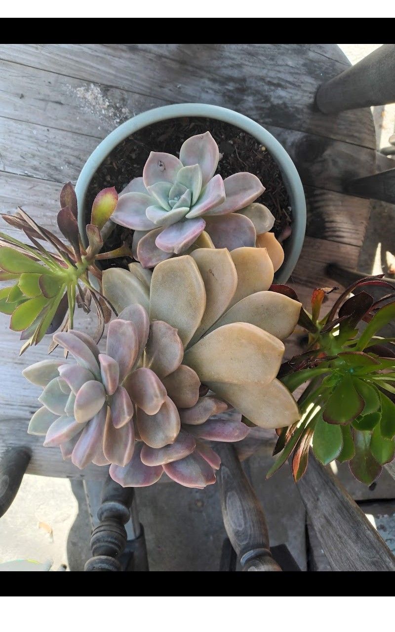  Succulent Plant In  Ceramic Pot 