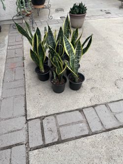 Lengua de suegra planta