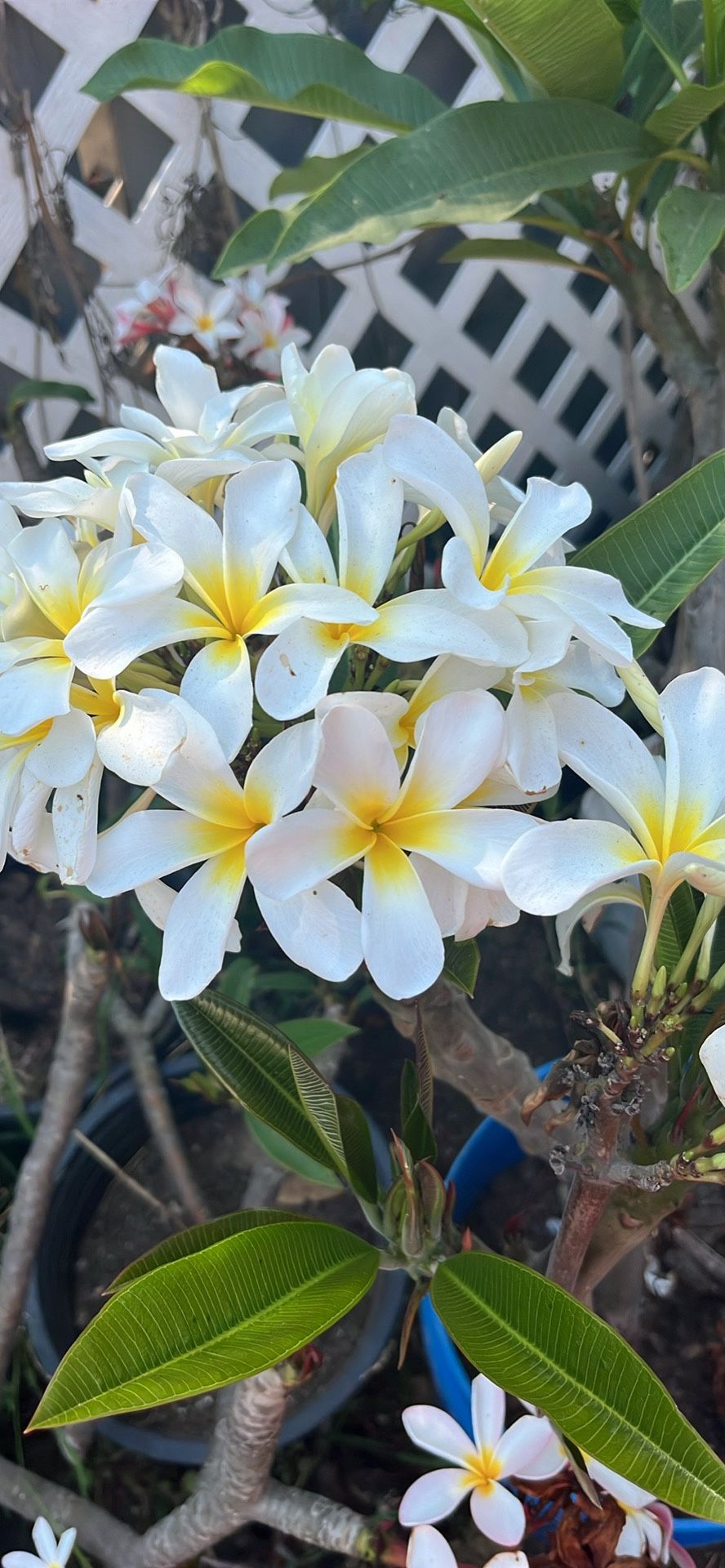 Plumerias For Sale White And Pink Star At 25 3 Ft Toll