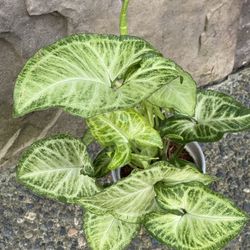 Syndonium Comes With Ceramic Pot