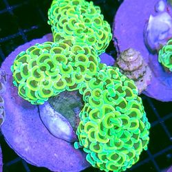 Crazy Hammers & Torch