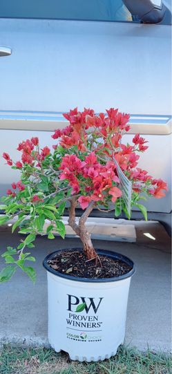 Bambino Burnt🔥 Orange Bougainvillea Bonsai