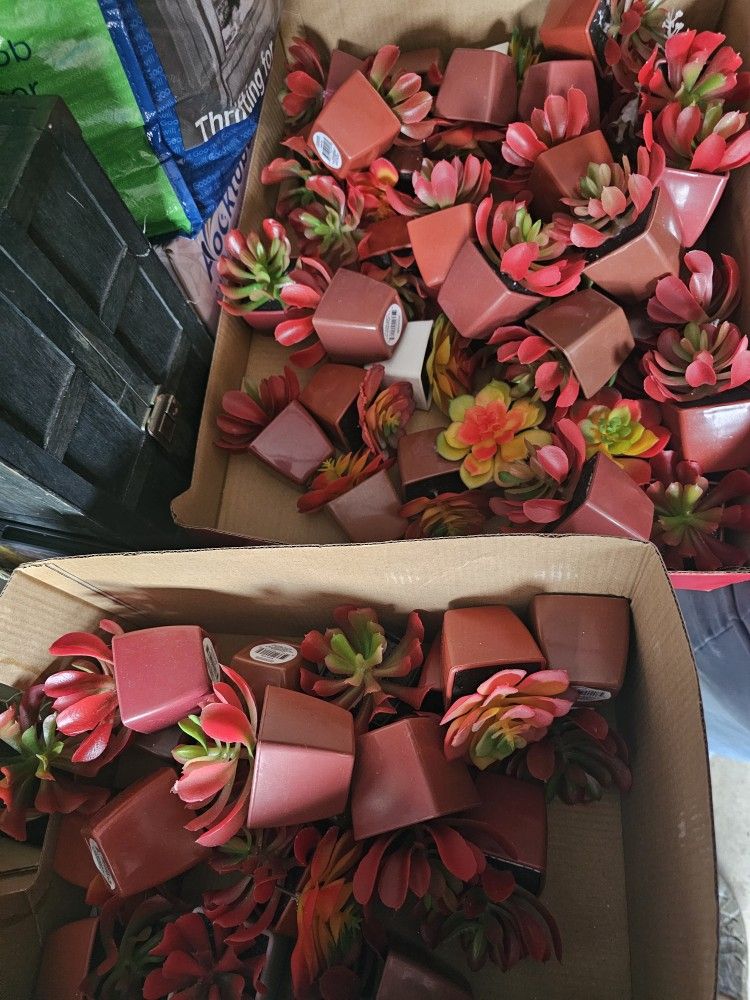 Plastic Succulents