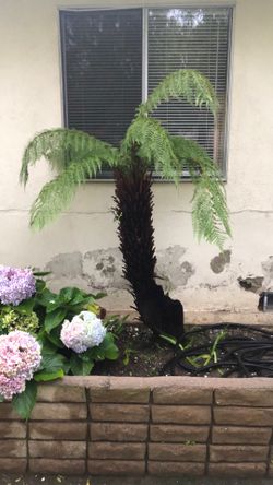 Plants