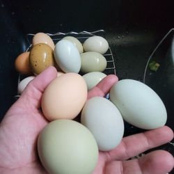 Fresh Eggs