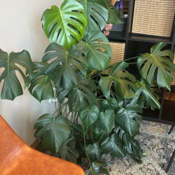 Giant monstera