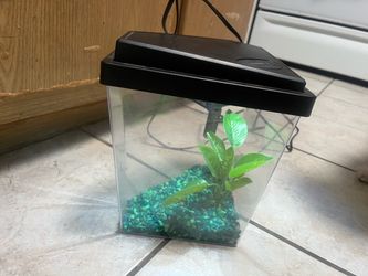 Beta fish aquarium