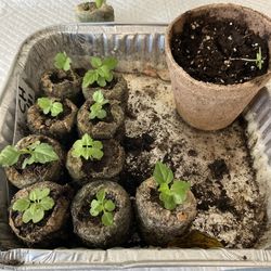 CAPE HONEYSUCKLE seedlings 