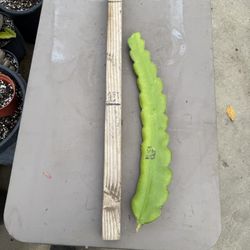 “ NICARAGUAN RED “ dragon fruit cutting $15 each # NRDFC01