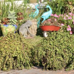 Two Big Pots Of Dwarf Jade Plant