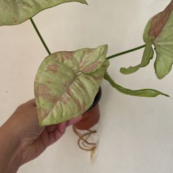 Beautiful Pink Confetti Syngonium Plant
