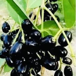 Jamun airlaying Grafted just cut and plant