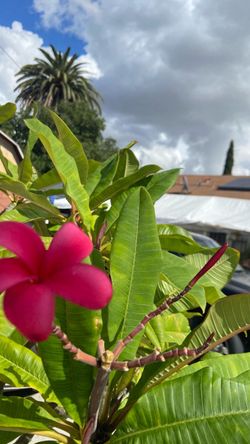 Plumeria burgundy