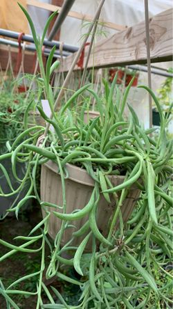 On sale string of fishhook