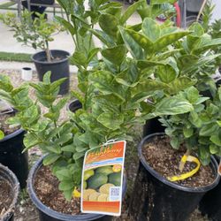 Fruit Trees