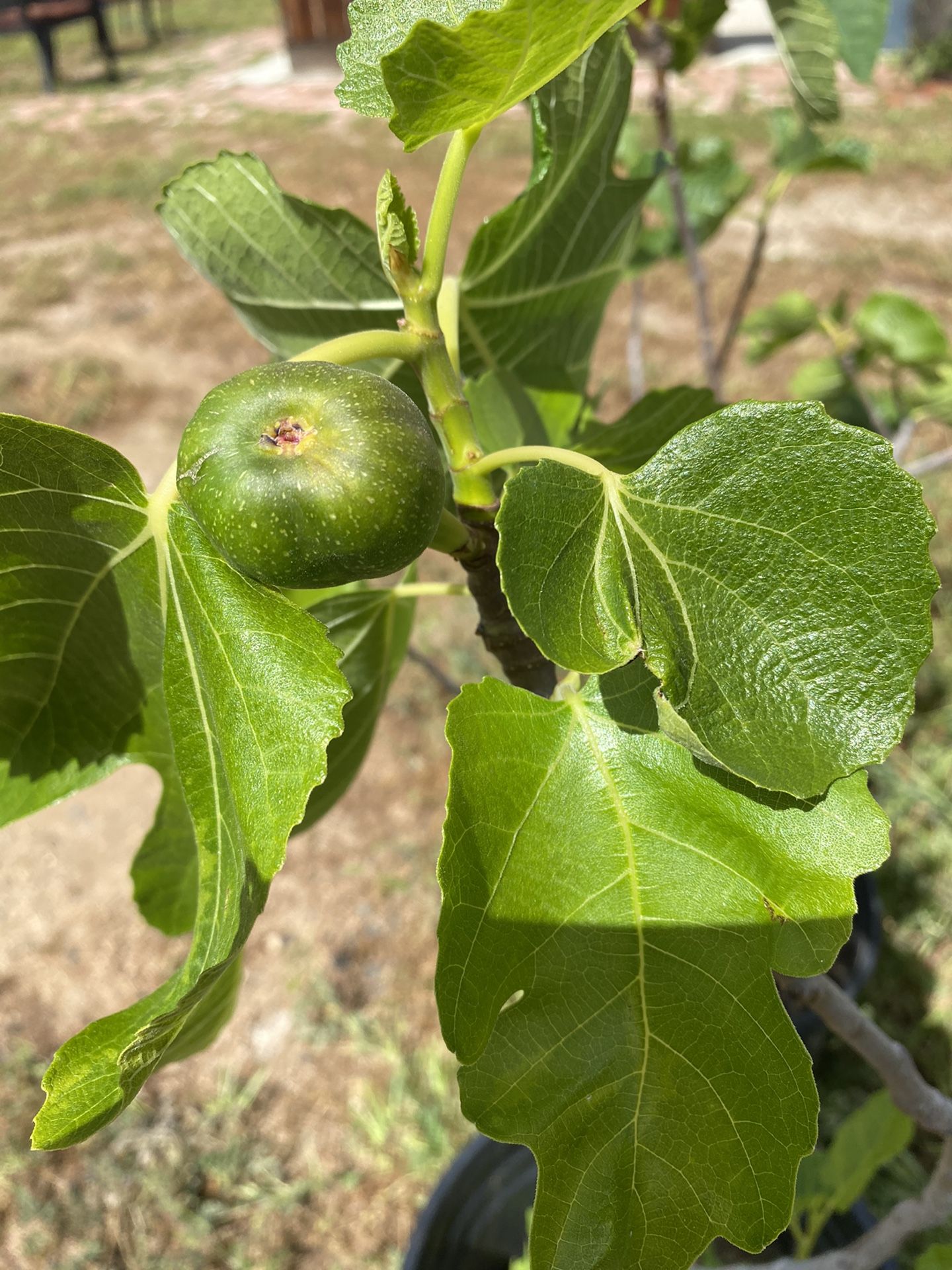 Fig Tree