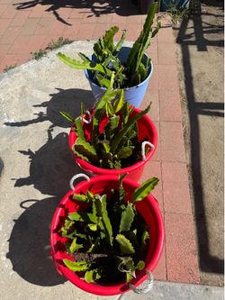 Dragon fruit plants