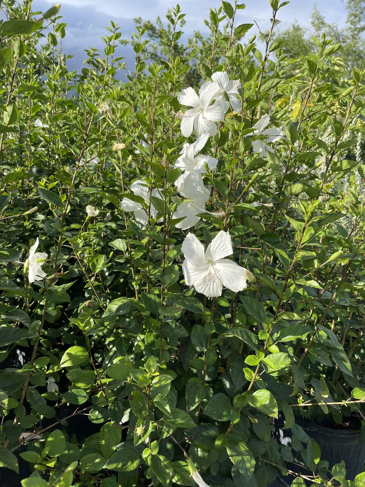 white La France Hibiscus