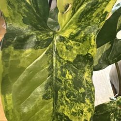 Syngonium Aurea Plant Cutting ( Pls Read Description Below)