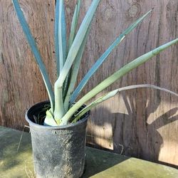BLUE AGAVE TEQUILA PLANTS 