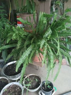 planta de elecho o fram