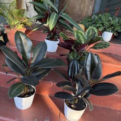 Rubber Plants and Other Indoor Plants For $25 Each