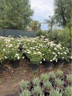 Roses 15 gal