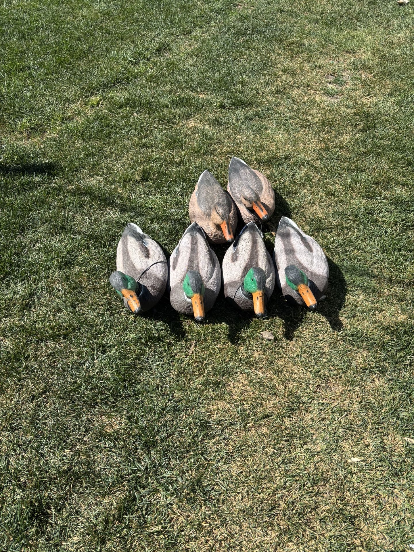 6 Magnum Mallard Duck Decoys