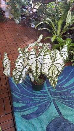White Christmas Caladium plant 6” pot