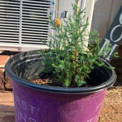 Eastern Red Cedar Sapling 