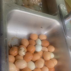 Fresh Chicken Eggs