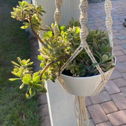 Lobster flower in hanging pot