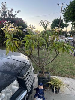 Planta  plumeria