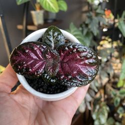 🌺✨ Episcia ✨🌺