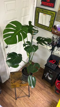 Monstera plant 🌱 4ft tall