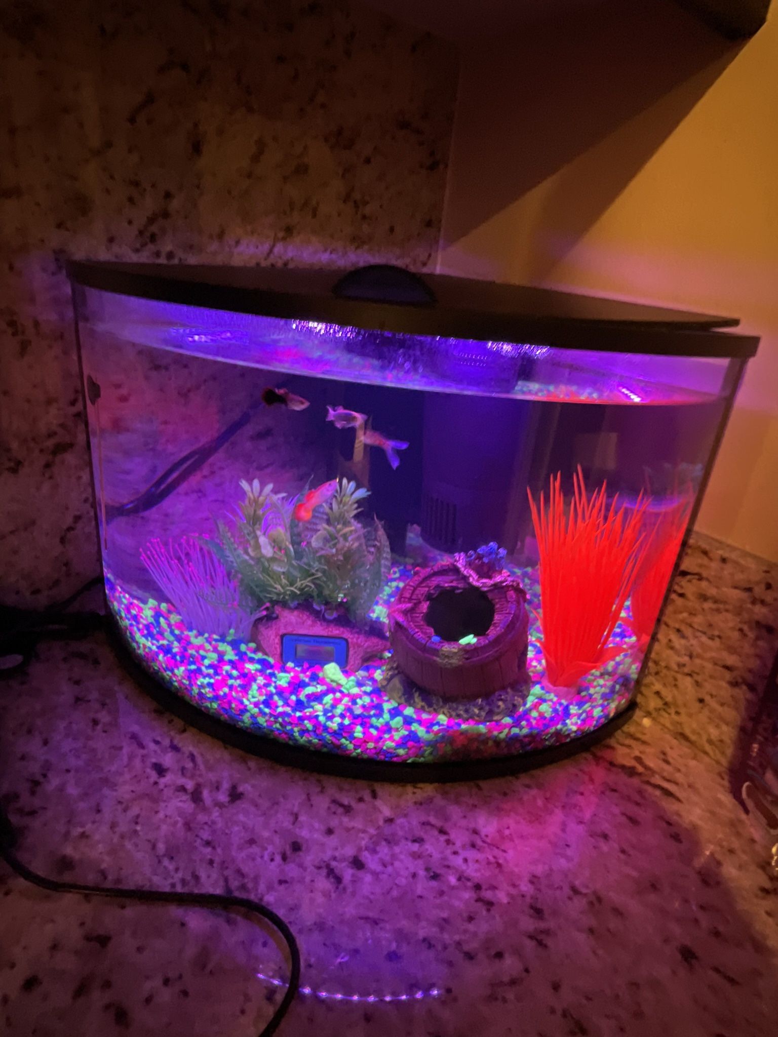 Corner Aquarium - Just Needs Fish!
