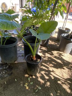 Elephant Ears