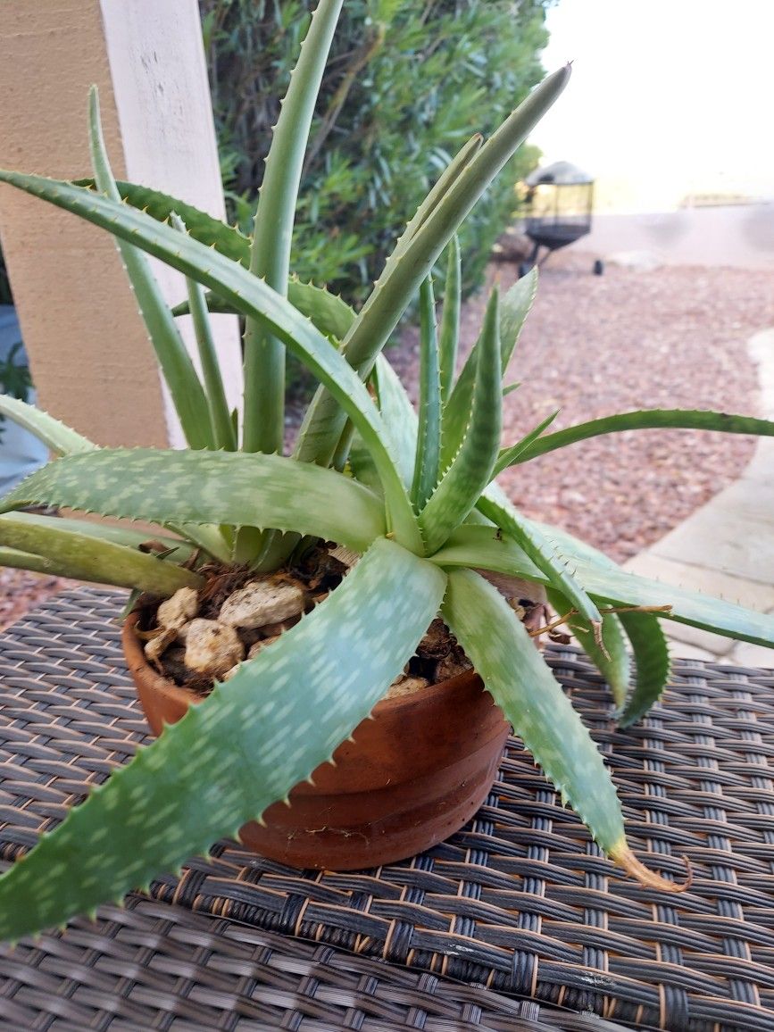 Aloe Vera 