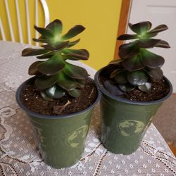 Succulents,  $5 Each