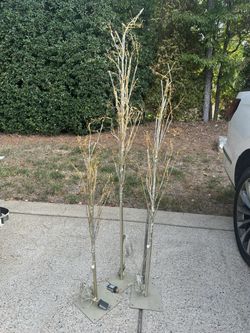 Lighted Christmas Trees