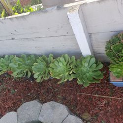 Big Succulent between $7 to $15