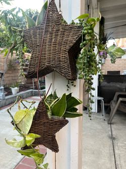 2 star hanging basket with succulents plants