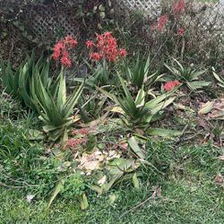 FREE ALOE PLANTS