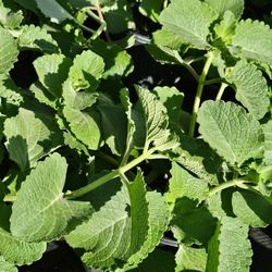 Cuban Oregano, Stevia, Mint