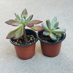 Succulents plants 🪴（2 for $5）
