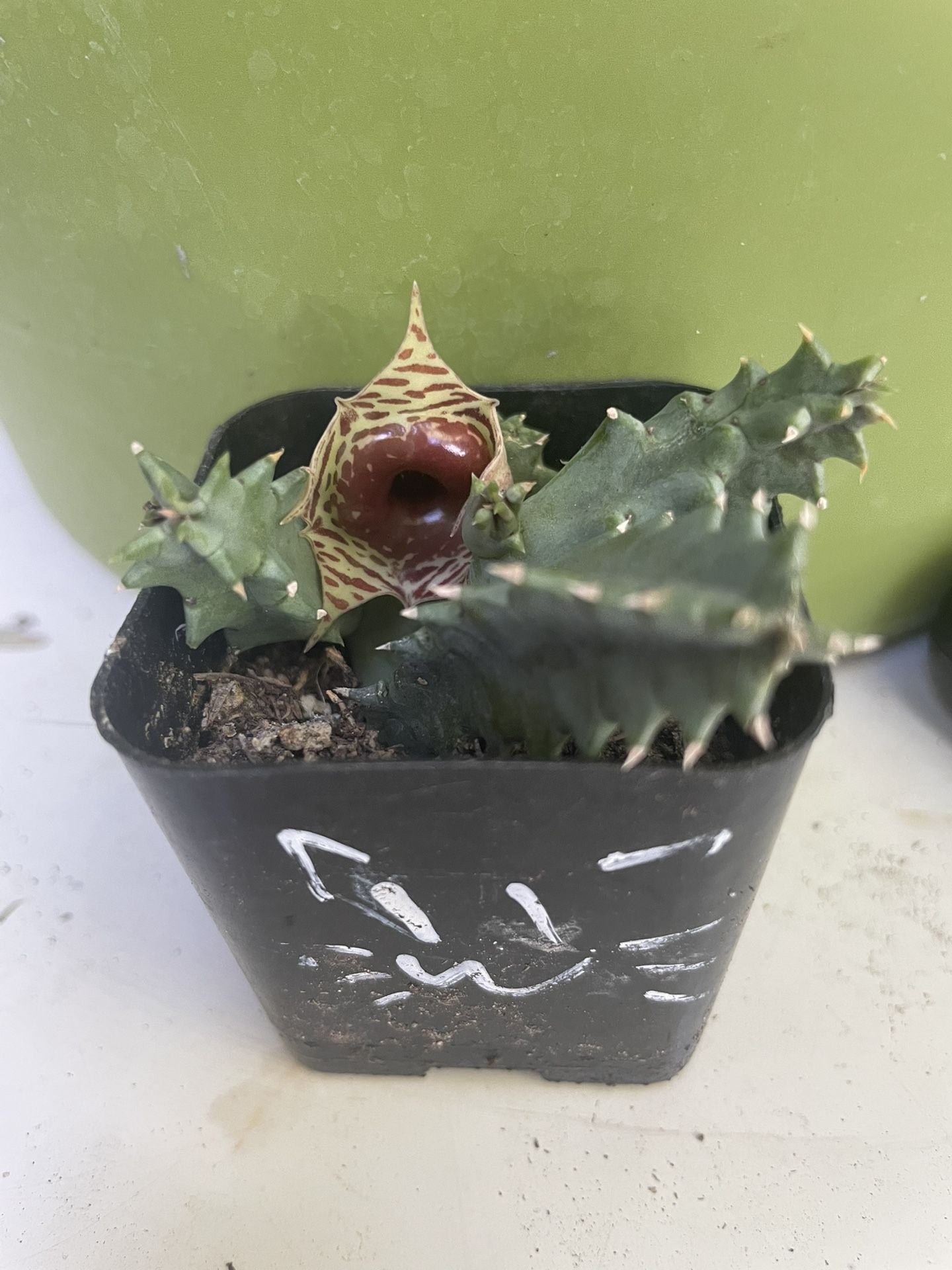 Huernia Zebrina