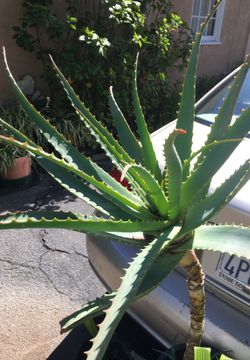 Aloe Vera plant in pot decorative green drought tolerant good ground cover fire resistance