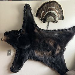 Bear Skin Rug
